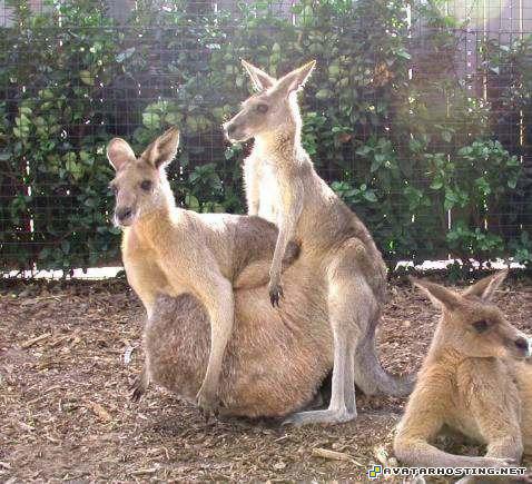 avatar cc image shack picture affordable art  33