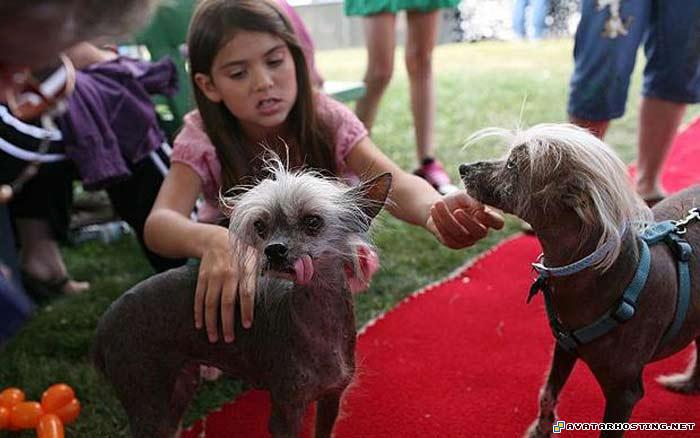 pixel avatar grasshoppers invertebrates specialized avatar saddle  6