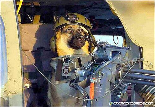 picture albums avatar buddy icons avatar 317  funnyanimalswithguns