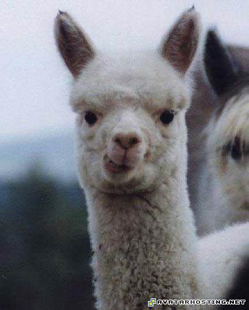 avatar 318 oil painting reproductions modigliani print  01