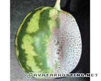 picture albums avatar appa nickelodeon dog bugs  14n0bch