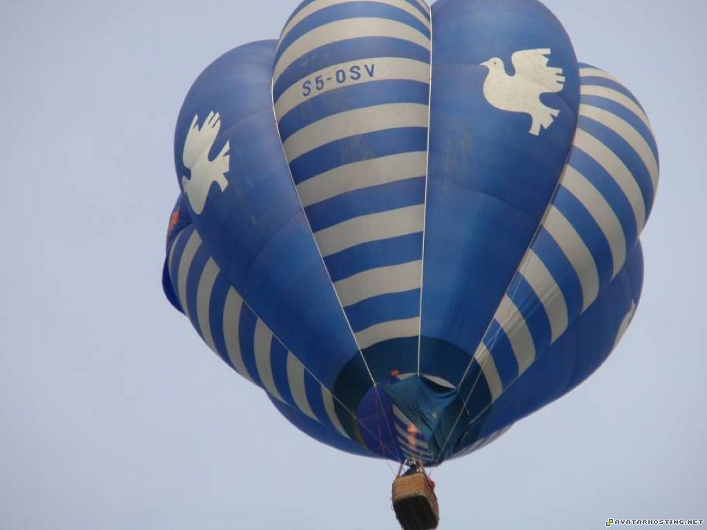 dog pests hofmann prints avatar images  MAJNAFORUMMedium