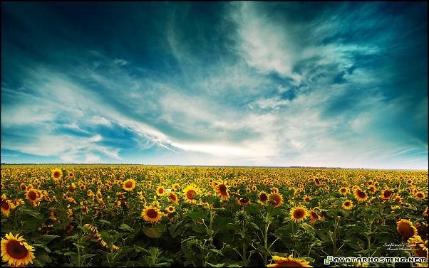 star wars avatar free image hosting service flicker photo share  sunflowers_landscapewide