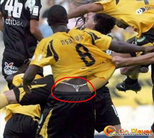 crickets adaptations prints arthropods adaptations  2