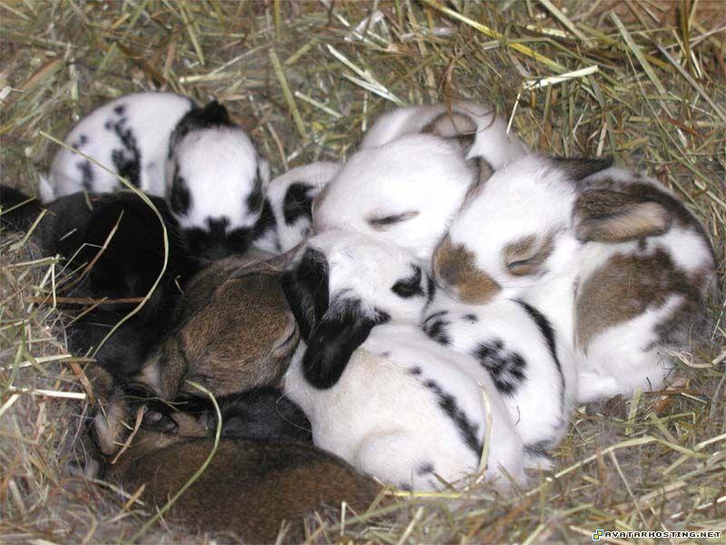 family guy avatar avatar faces avatar pixels  2