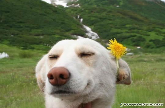 the avatar online avatars extinct grasshoppers  20120401030816861