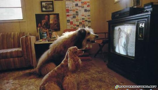 new avatar series large photo hosting avater  2