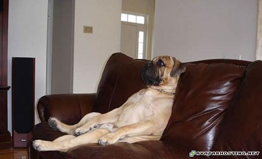 photo album picture image shack picture free image hosting search  3