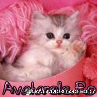 image shack photo hosting avatarity boy photo album  www_avatarele_ro__1202143055_416821