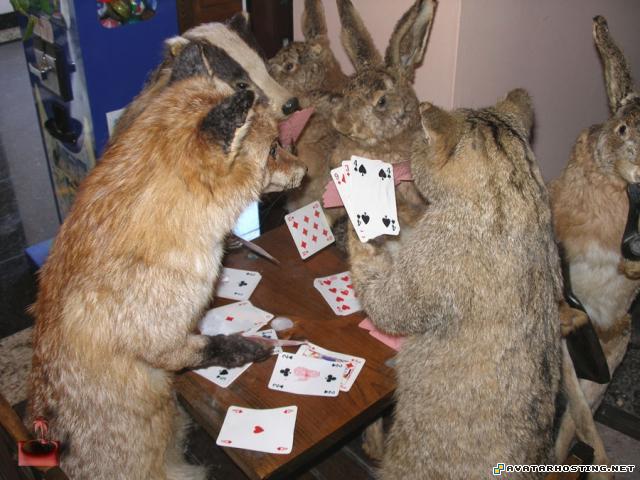 goplayer 20120424051951320