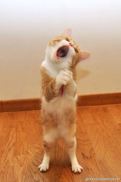 goplayer 20120424051958122