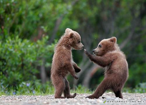 goplayer 20120424051853243