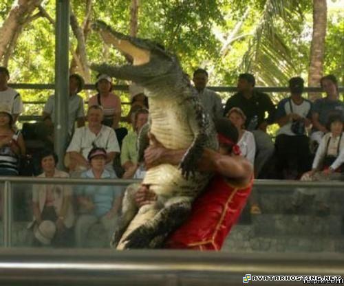 goplayer 20120424051846344