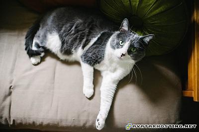 pests rabbits avatar book 3 dvd paintings  avatar