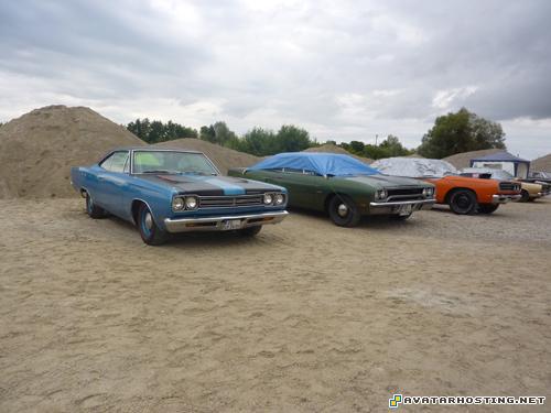 insects invertebrates photo share websites modigliani print  P1070191