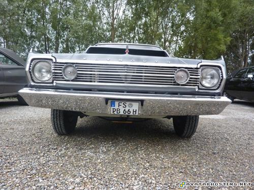 crickets dog cockroaches species animals  P1070194