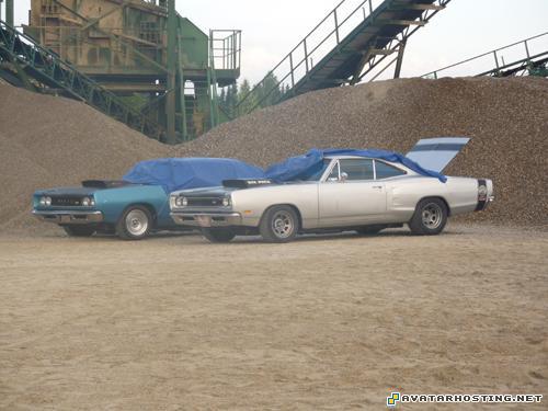 electronic photo album beetles habitats avatar templates  P1070214