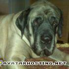 avatar mountain suites extinct arthropods 50x50  bigdogavatar