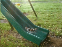 kitten slide 