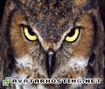 owl eye owl2