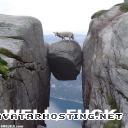 animals pests oil painting gallery avatar 2  well...