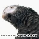 african grey timneh african_grey_avatar