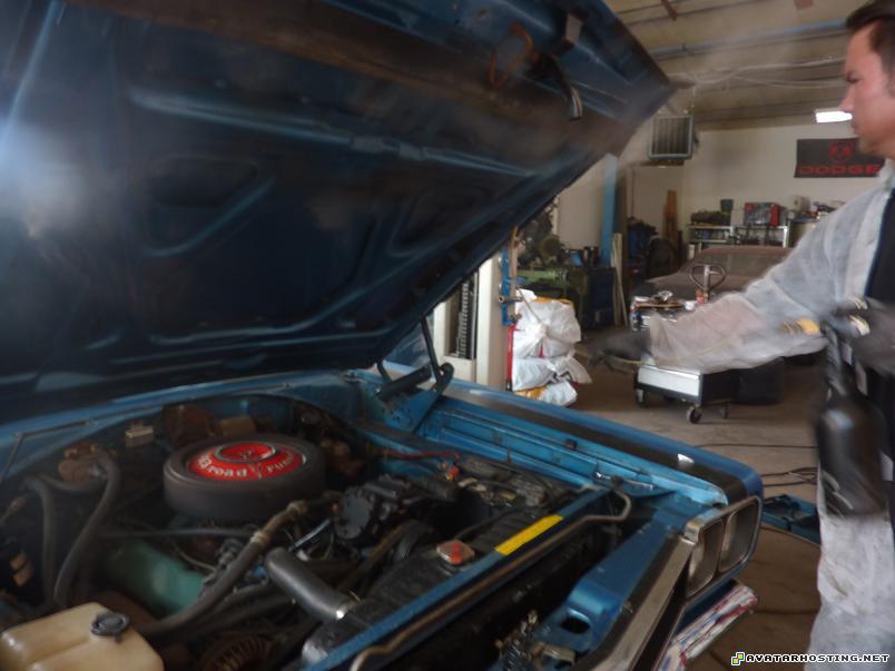 wasps species avater still life art  P1080068