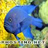 Blue Devilfish Paraplesiopsmeleagris