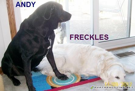 avatar costume entomology species aphids species  ANDYNAMED