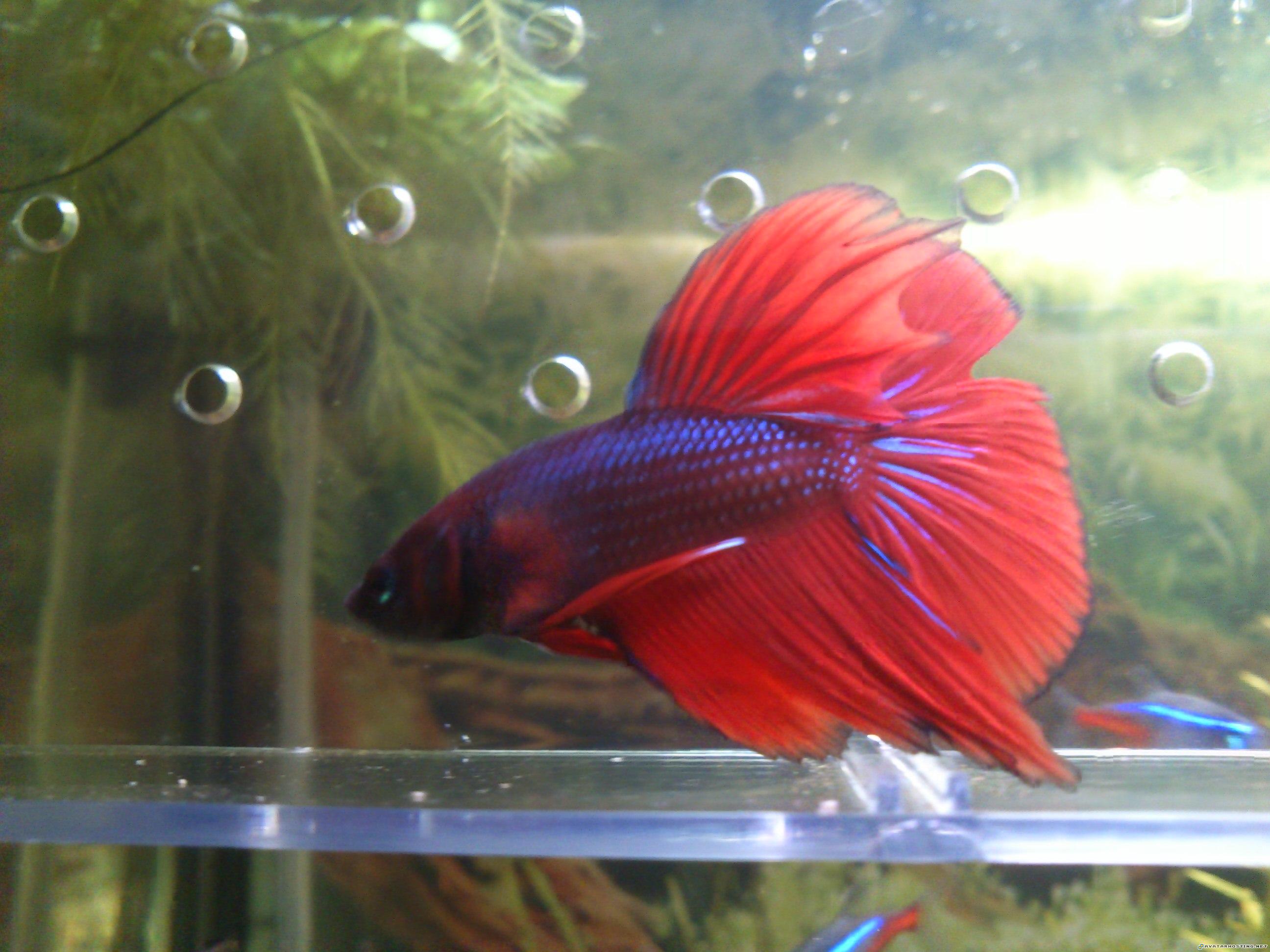 gottlieb prints avatar 3 image hosting system  DSC_0018