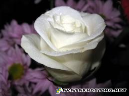 cool avatars girl avatar james prints  whiterose