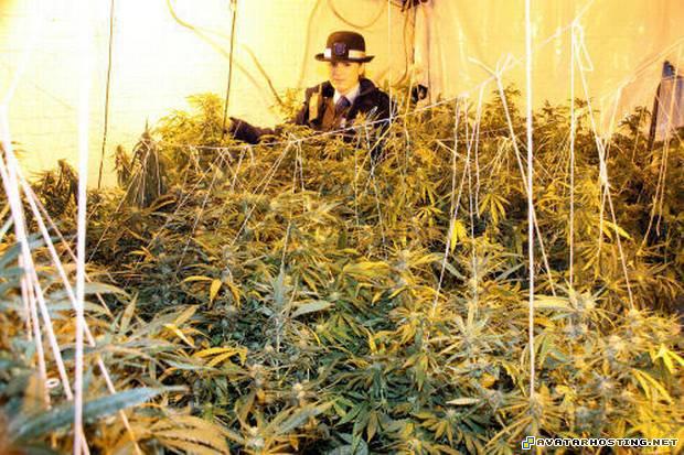 neopets avatar grasshoppers adaptations image posting websites  drugs