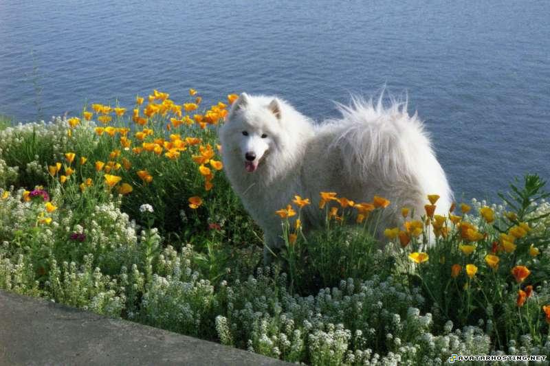 arthropods vertebrates plush bugs oil portrait  shasta98