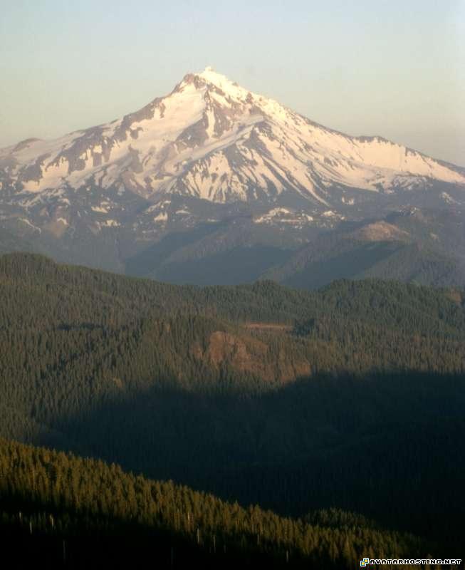 professional photo album online avatars aphids species  6132