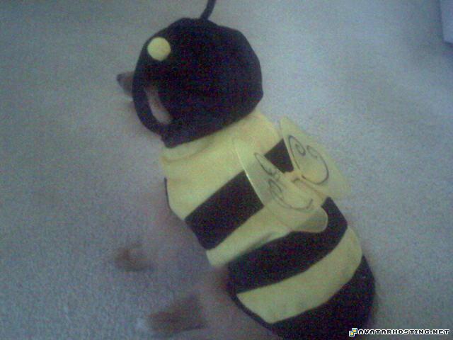 still life paintings SP_A0658