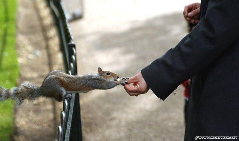 squirrel kernel eat cat