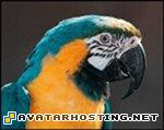 parrot macaw