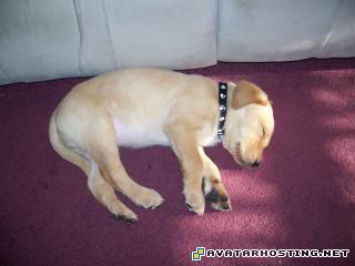 album photo album pete