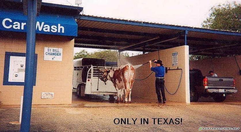 cow bll bulll buffalo wash autowash mobilewash washing only_in_texas
