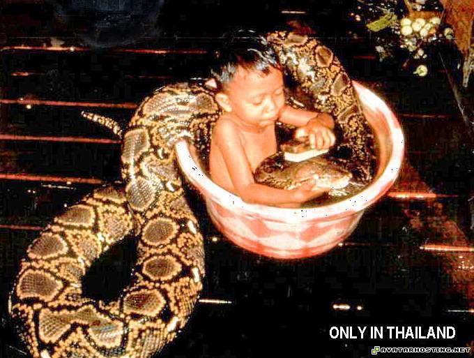 snake snakewash child washing only_in_thailand