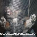 auction image hosting DSCF2409