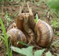 Animals/Insects snail snails love animal reptile reptiles crab crabs
