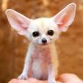 Animals/Insects Fennec
