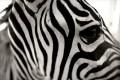 Animals/Insects zebra