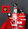 Machines/Crafts Dog in Ferrari