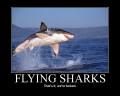 Nature Flying sharks