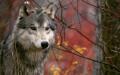 Nature Wolves Wallpapers or picture 026