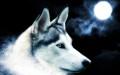 Nature Wolves Wallpapers or picture 052