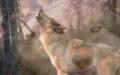 Nature Wolves Wallpapers or picture 053