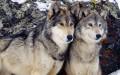 Nature Wolves Wallpapers or picture 057